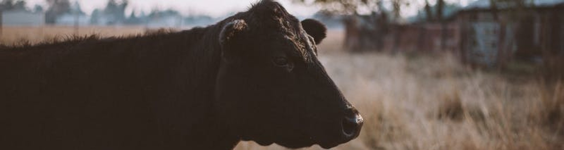 Conheça a MyCarbon - Uma nova empresa no mercado de créditos de carbono