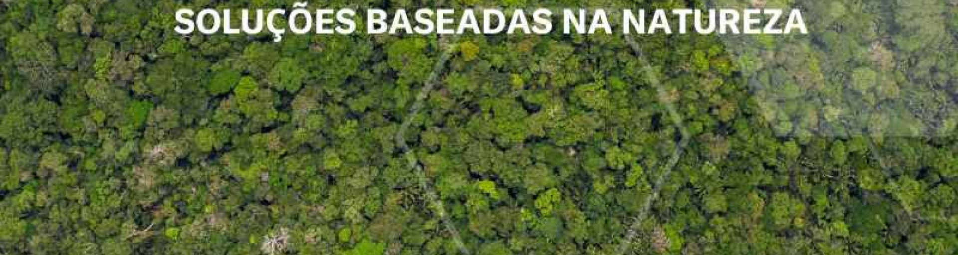 Quais os objetivos de projetos de carbono de