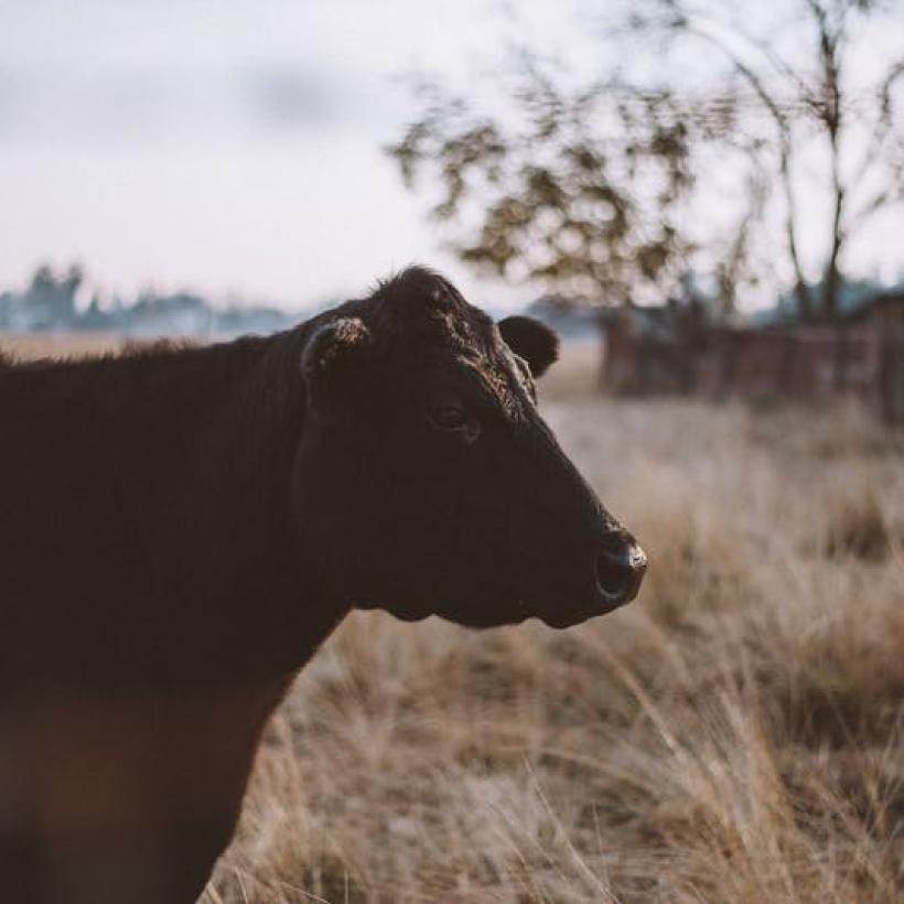 Conheça a MyCarbon - Uma nova empresa no mercado de créditos de carbono