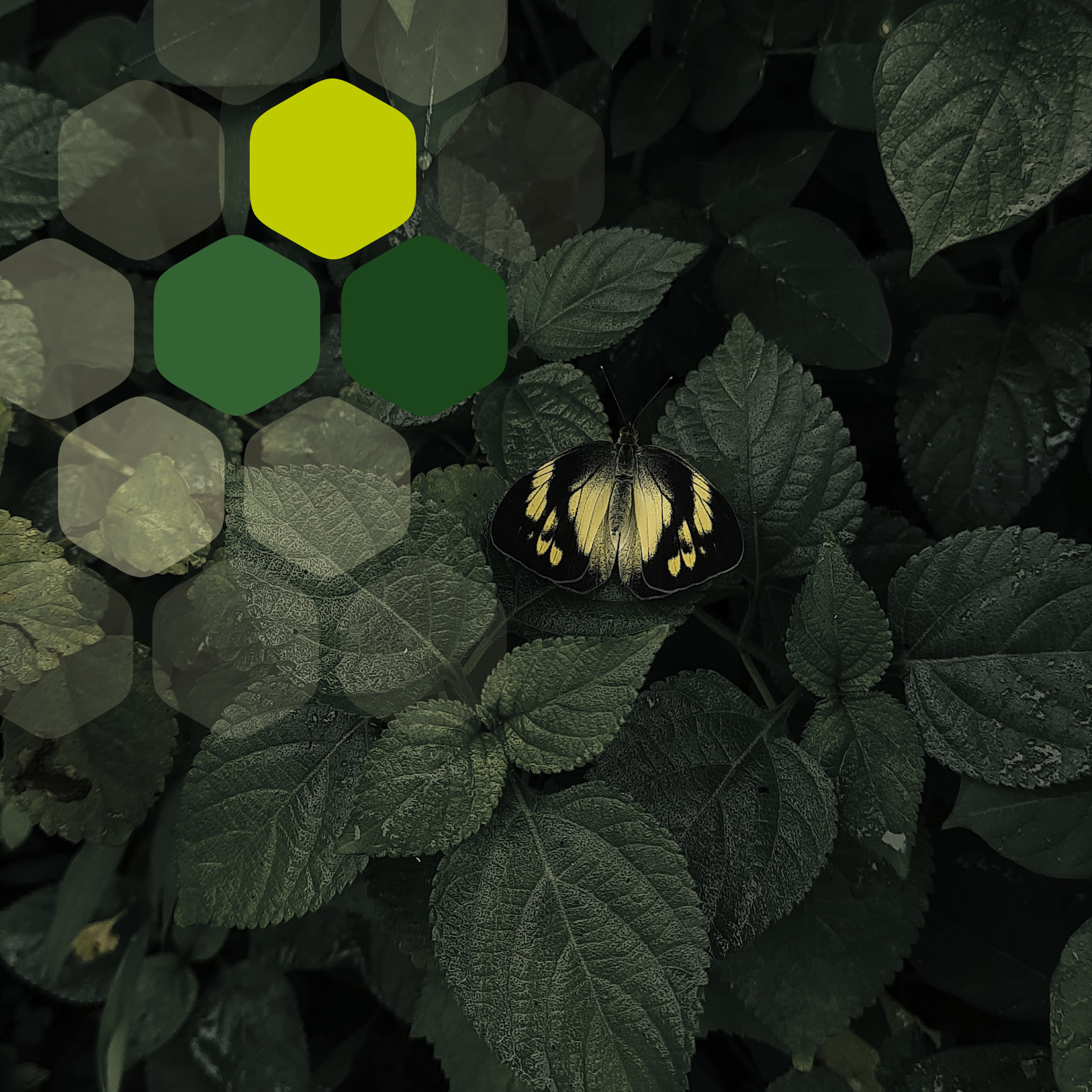 carousel desktop image